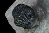 Zlichovaspis Trilobite With Reedops - Multi-Toned Shell #125231-5